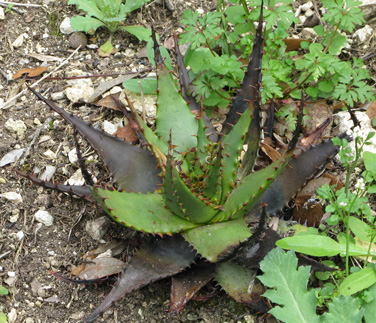 Pépinière Palmaris Aloe broomii