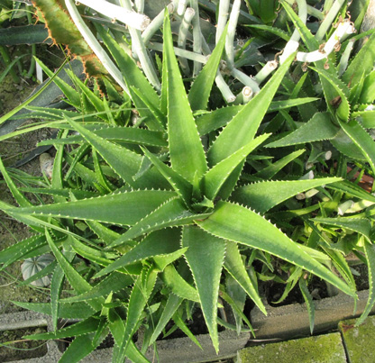 Pépinière Palmaris Aloe X delaetii
