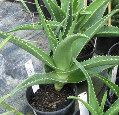 Pépinière Palmaris Aloe X delaetii