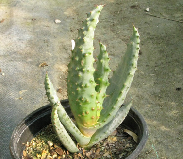 Pépinière Palmaris Aloe marlothii