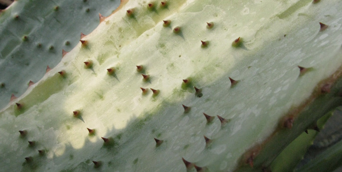 Pépinière Palmaris Aloe marlothii