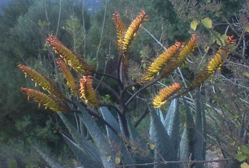 Pépinière Palmaris Aloe marlothii Deleuze