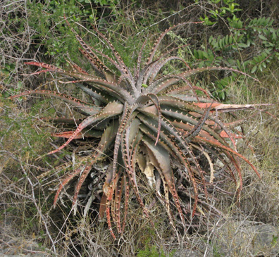 Pépinière Palmaris Aloe spinosissima