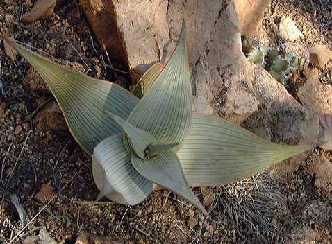 Pépinière Palmaris Aloe striata
