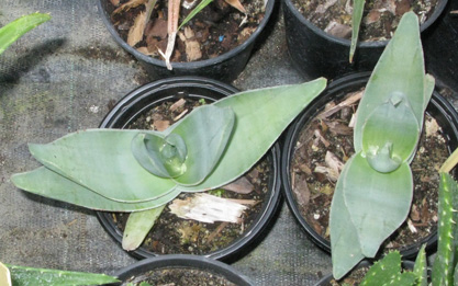 Pépinière Palmaris Aloe striata