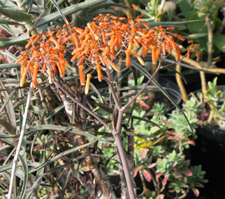 Pépinière Palmaris Aloe striata fleurs