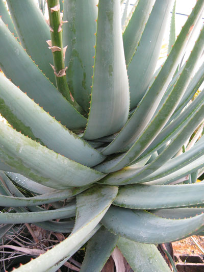 Pépinière Palmaris Aloe sp X "Côte d'Azur"