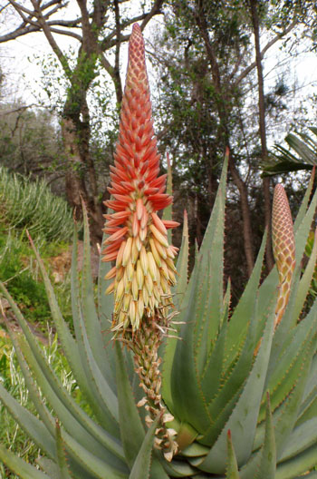 Pépinière Palmaris Aloe sp X "Côte d'Azur" Deleuze