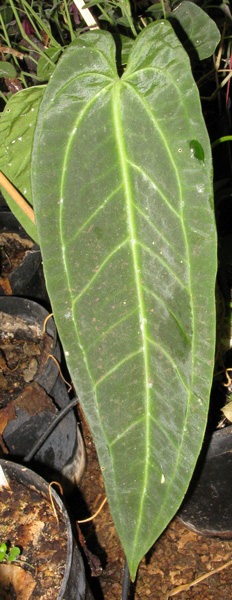Pépinière Palmaris Anthurium warocqueanum