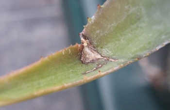Pépinière Palmaris Nécrose sur feuille d'Agave gypsophila