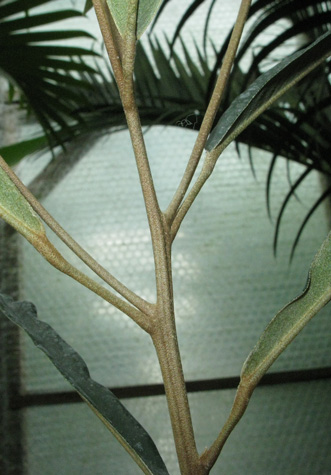 Pépinière Palmaris Chrysophyllum sp