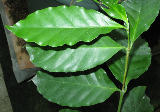 Pépinière Palmaris Coffea arabica