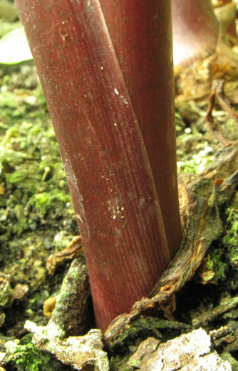 Pépinière Palmaris Colocasia esculenta Black magic