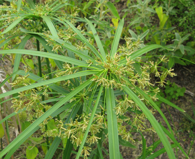 Pépinière Palmaris Cyperus alternifolius
