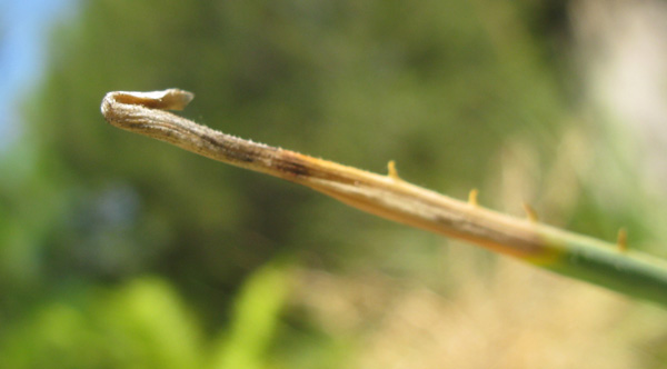 Pépinière Palmaris Dasylirion acrotichum
