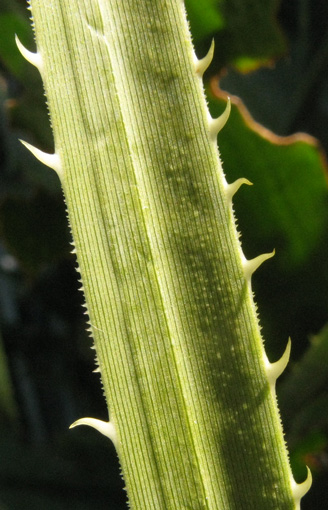 Pépinière Palmaris Dasylirion texanum