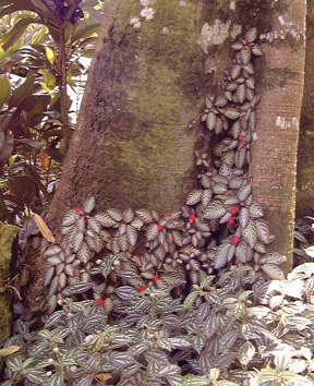 Pépinière Palmaris Episcia cupreata mosaica