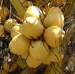 Fruits de cocotier Cocos nucifera