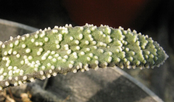 Pépinière Palmaris Gasteria verrucosa