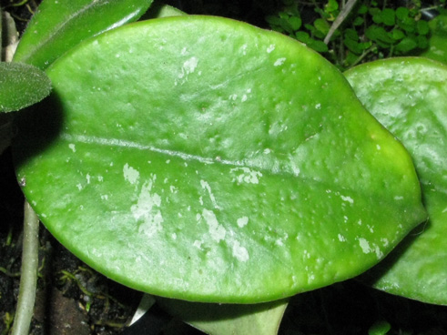 Pépinière Palmaris Hoya carnosa