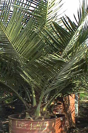 Pépinière Palmaris Jubaea chilensis