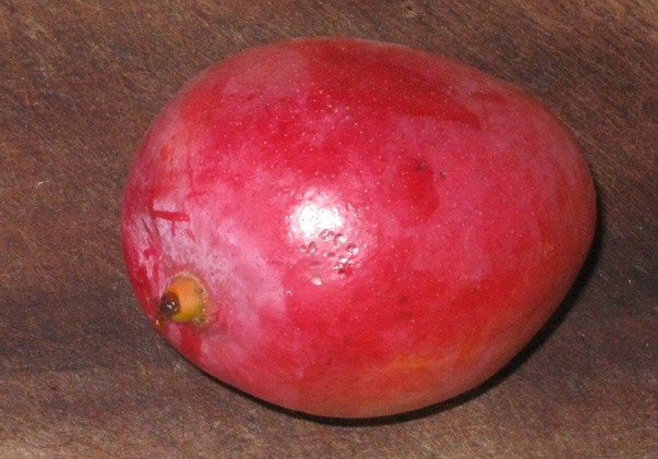 Pépinière Palmaris Mangifera indica