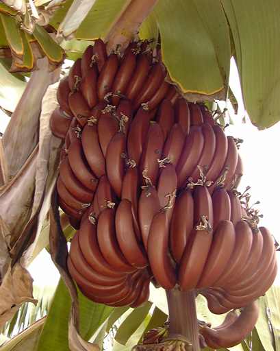 Pépinière Palmaris Musa rajapuro "bananes pourpres"