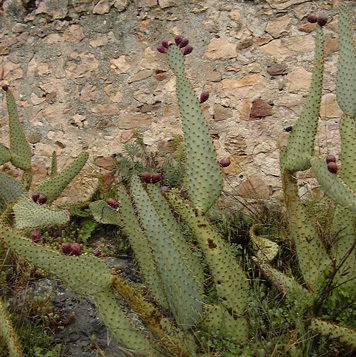 Pépinière Palmaris Opuntia engelmannii f. linguiformis