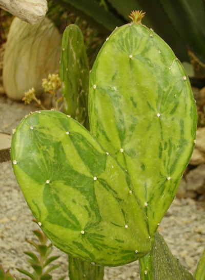 Pépinière Palmaris Opuntia anacantha variegata