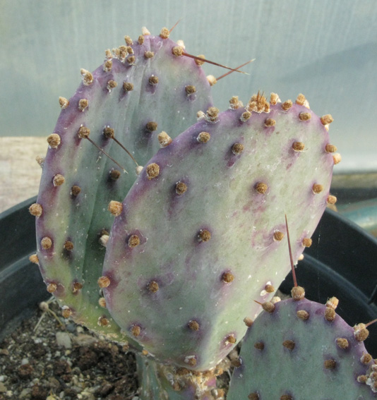 Pépinière Palmaris Opuntia azurea violacea