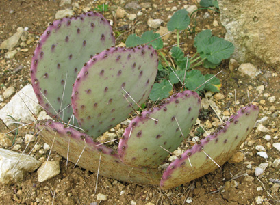 Pépinière Palmaris Opuntia azurea violacea