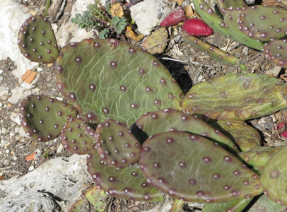 Pépinière Palmaris Opuntia humifusa  compressa