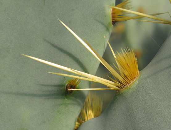 Pépinière Palmaris Opuntia dilenii orbiculata 