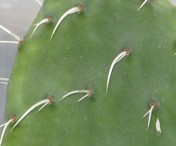 Pépinière Palmaris Opuntia ficus-indica