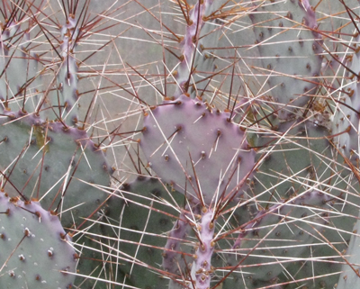 Pépinière Palmaris Opuntia macrocentra violacifolia
