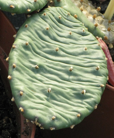 Pépinière Palmaris Opuntia macrorhiza grandiflora