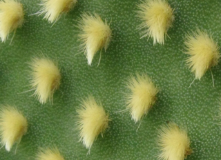 Pépinière Palmaris Opuntia microdasys pallida longispina