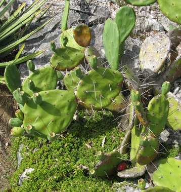 Pépinière Palmaris Opuntia paraguayensis 