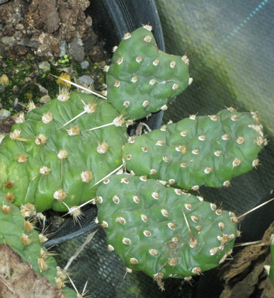 Pépinière Palmaris Opuntia polyacantha rutila