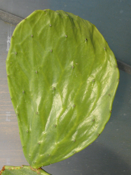 Pépinière Palmaris Opuntia undulata