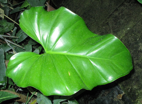 Pépinière Palmaris Philodendrum giganteum