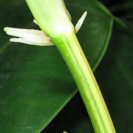 Pépinière Palmaris Philodendrum  scandens mediopictum