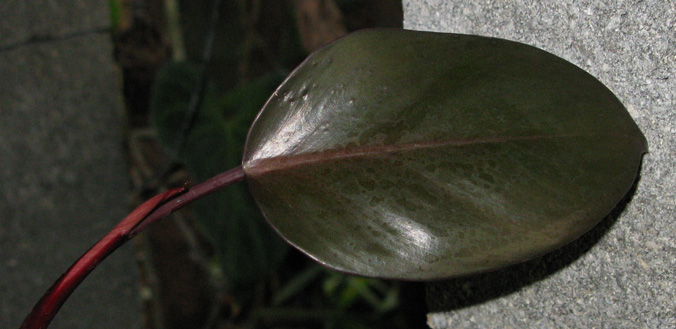 Pépinière Palmaris Philodendrum erubescens  ssp feuilles ovales