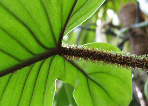 Pépinière Palmaris Philodendrum  squamiferum