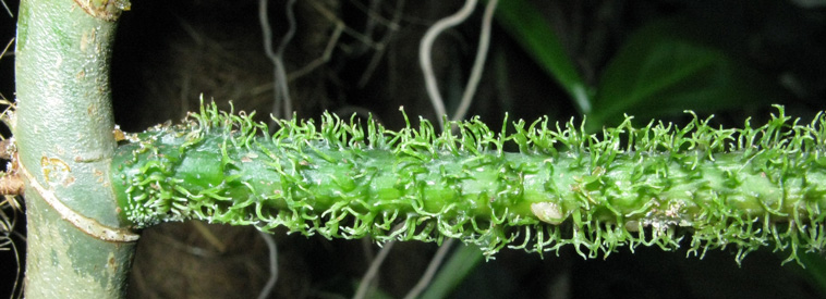 Pépinière Palmaris Philodendrum  squamiferum