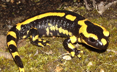 Pépinière Palmaris Salamandra salamandra