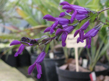 Pépinière Palmaris Salvia guaranitica Purple splendour