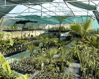 Pépinière Palmaris production agaves et palmiers