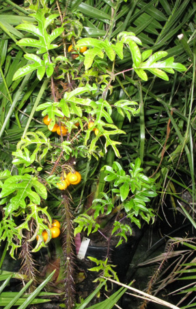 Pépinière Palmaris Solanum atropurpureum