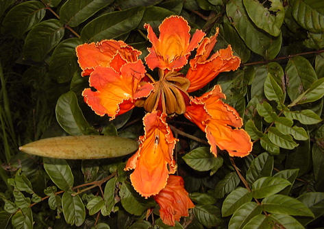 Pépinière Palmaris Spathodea campanulata